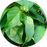 ingredients fast burn extreme